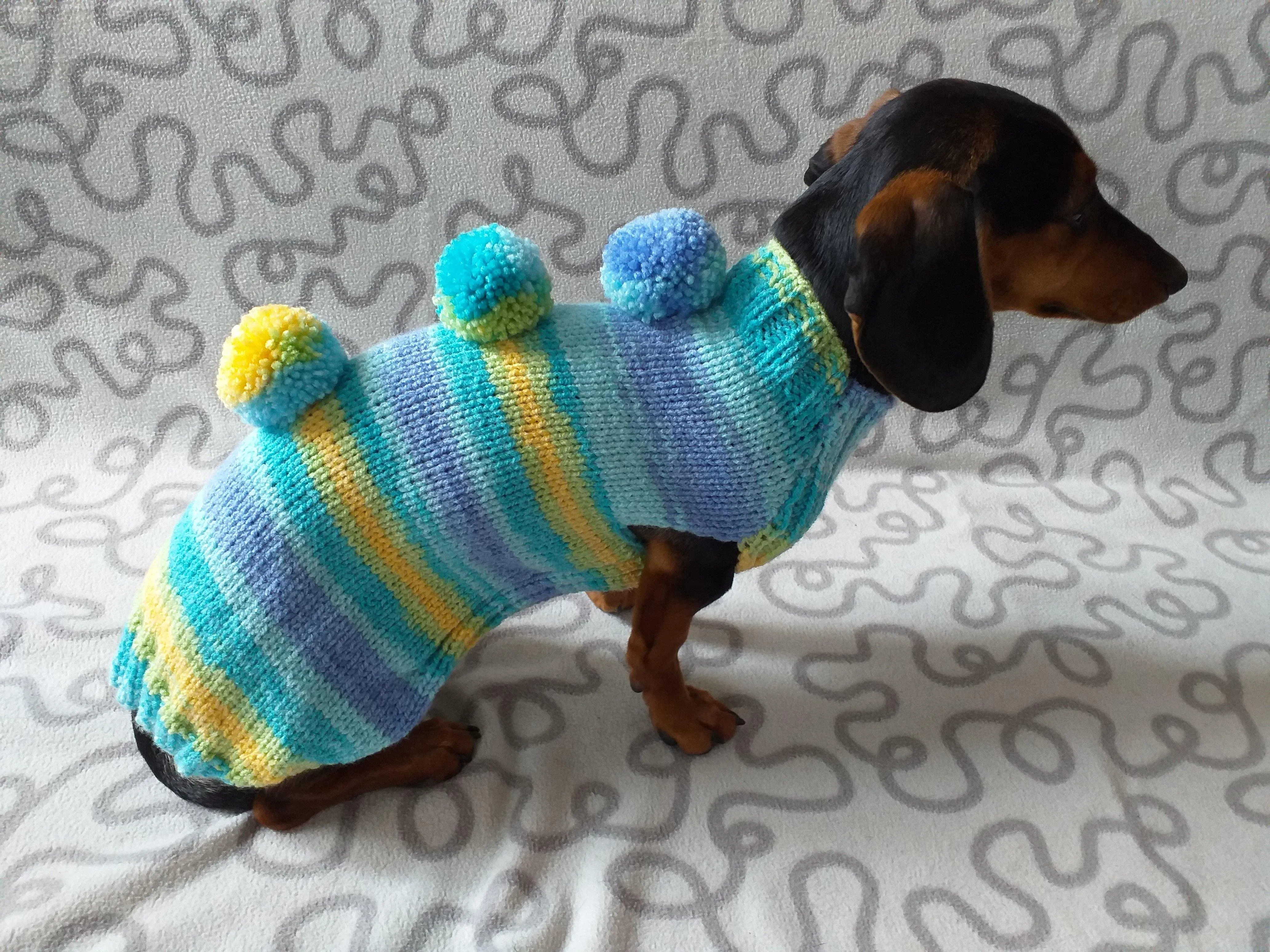 Bright sweater with pompoms for wiener dog, Mini Dachshund Jumper, Clothes Dog Sweater, Sweater for miniature dachshund or small dog.