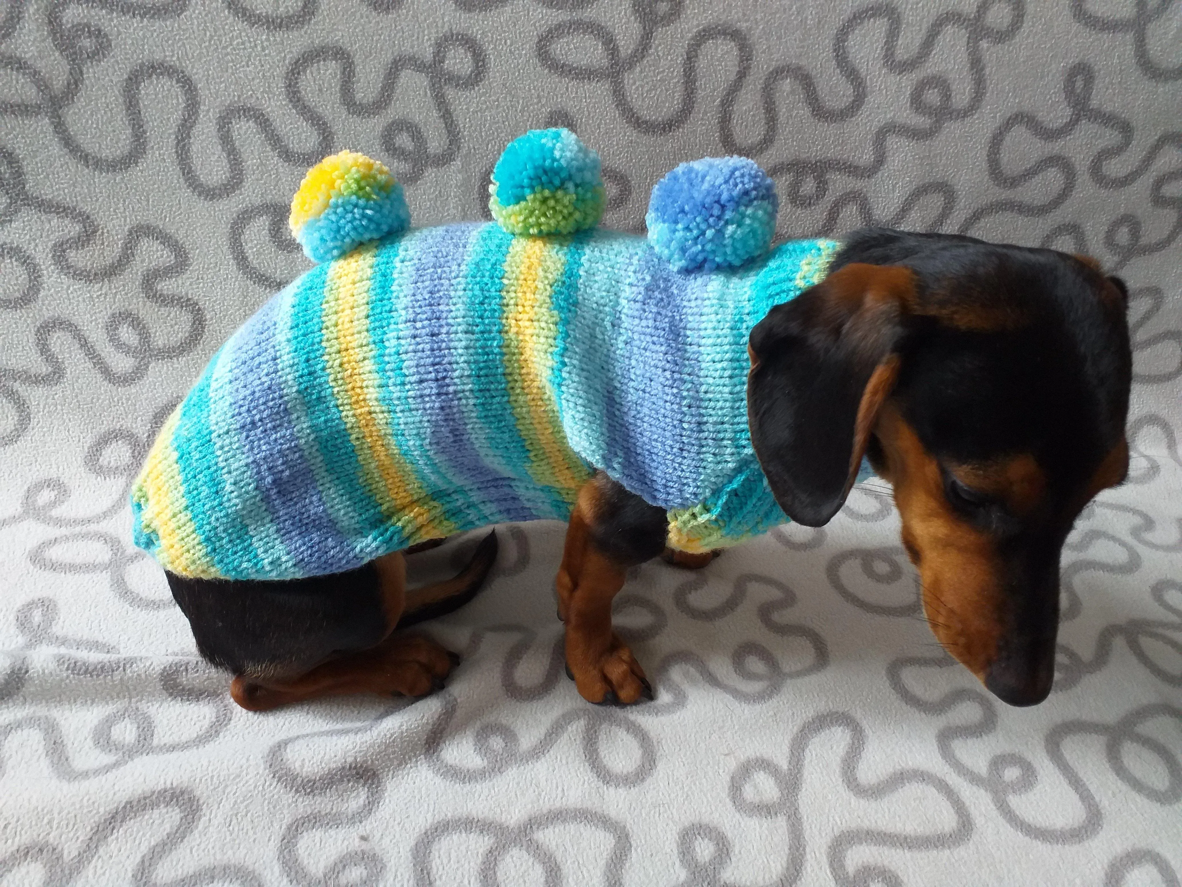 Bright sweater with pompoms for wiener dog, Mini Dachshund Jumper, Clothes Dog Sweater, Sweater for miniature dachshund or small dog.