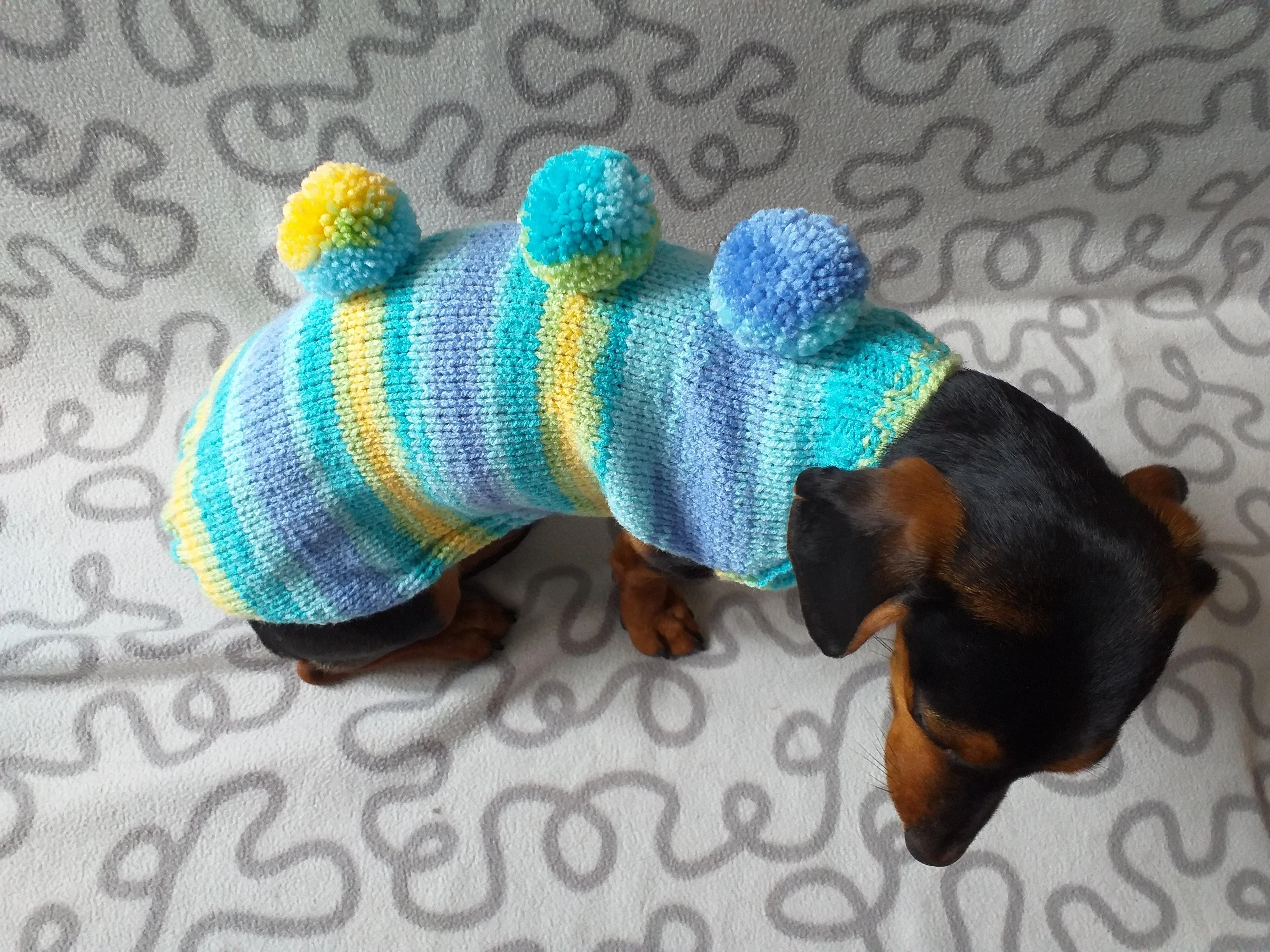 Bright sweater with pompoms for wiener dog, Mini Dachshund Jumper, Clothes Dog Sweater, Sweater for miniature dachshund or small dog.