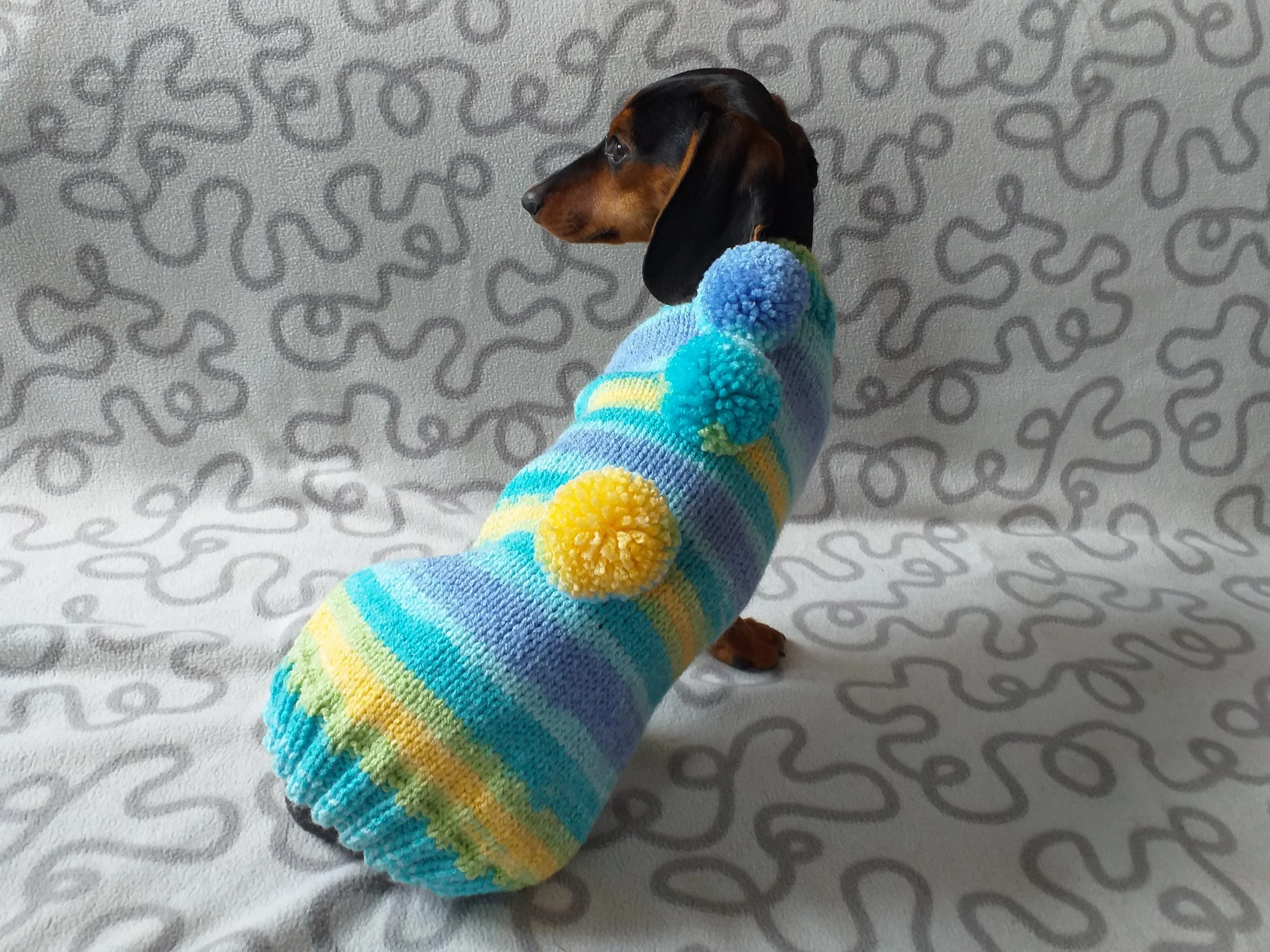 Bright sweater with pompoms for wiener dog, Mini Dachshund Jumper, Clothes Dog Sweater, Sweater for miniature dachshund or small dog.