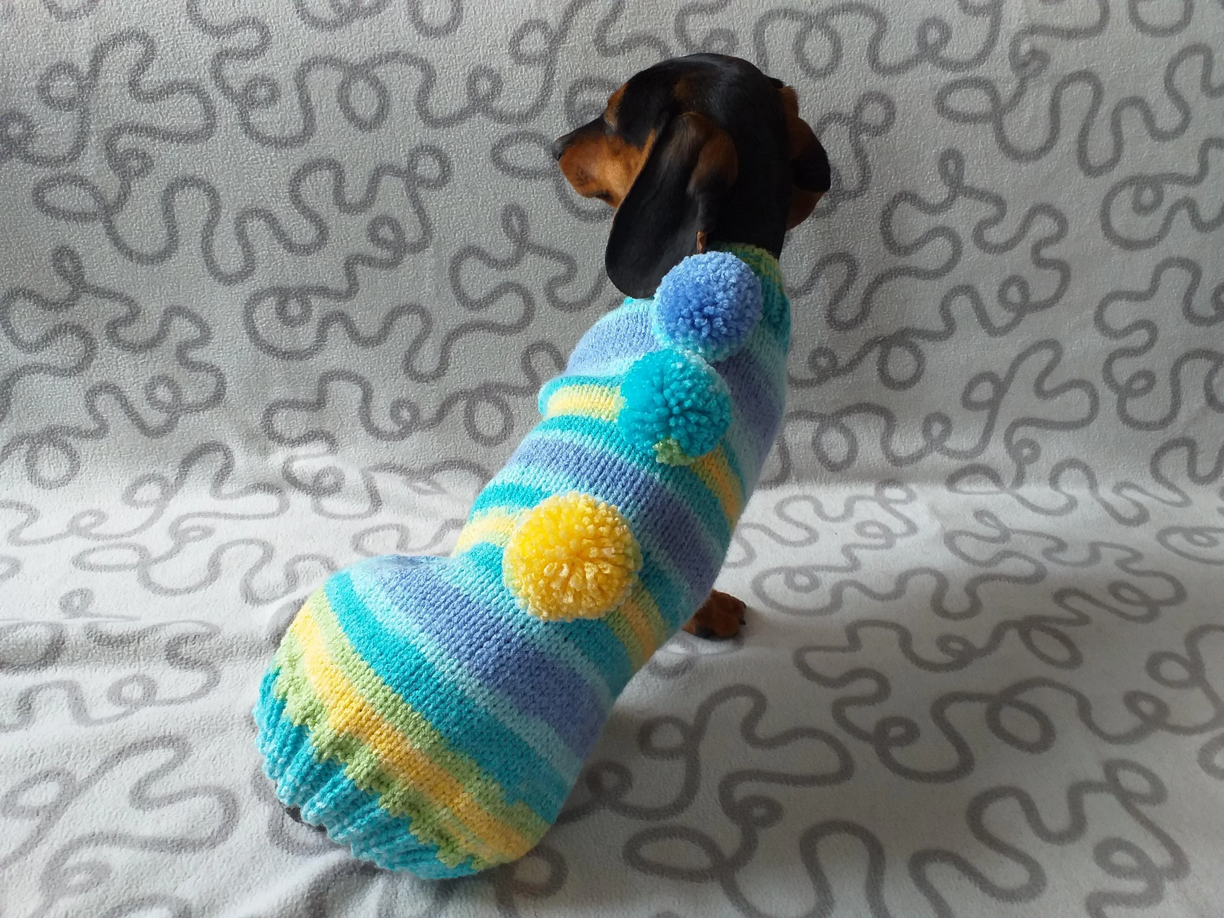 Bright sweater with pompoms for wiener dog, Mini Dachshund Jumper, Clothes Dog Sweater, Sweater for miniature dachshund or small dog.