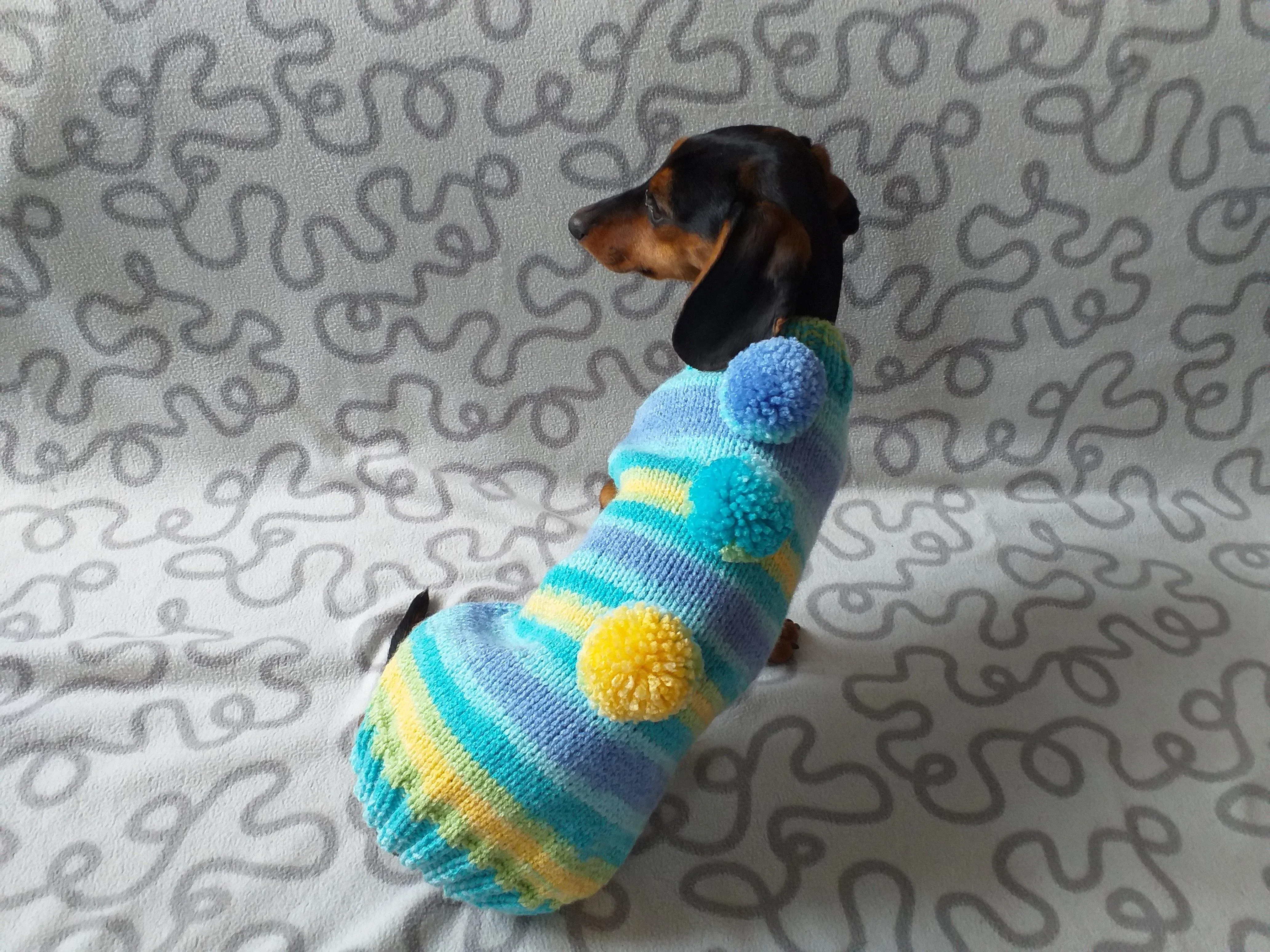 Bright sweater with pompoms for wiener dog, Mini Dachshund Jumper, Clothes Dog Sweater, Sweater for miniature dachshund or small dog.