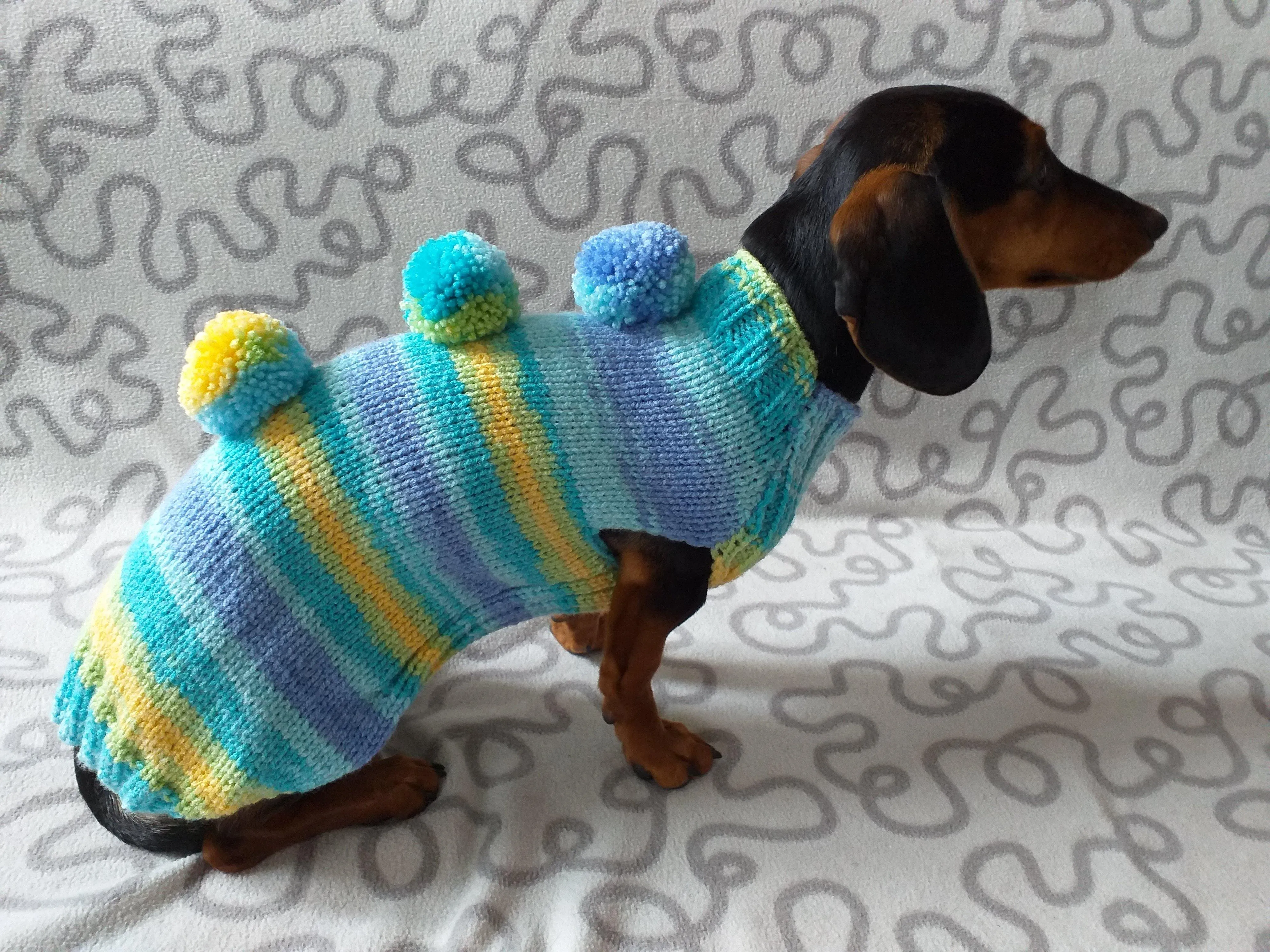 Bright sweater with pompoms for wiener dog, Mini Dachshund Jumper, Clothes Dog Sweater, Sweater for miniature dachshund or small dog.